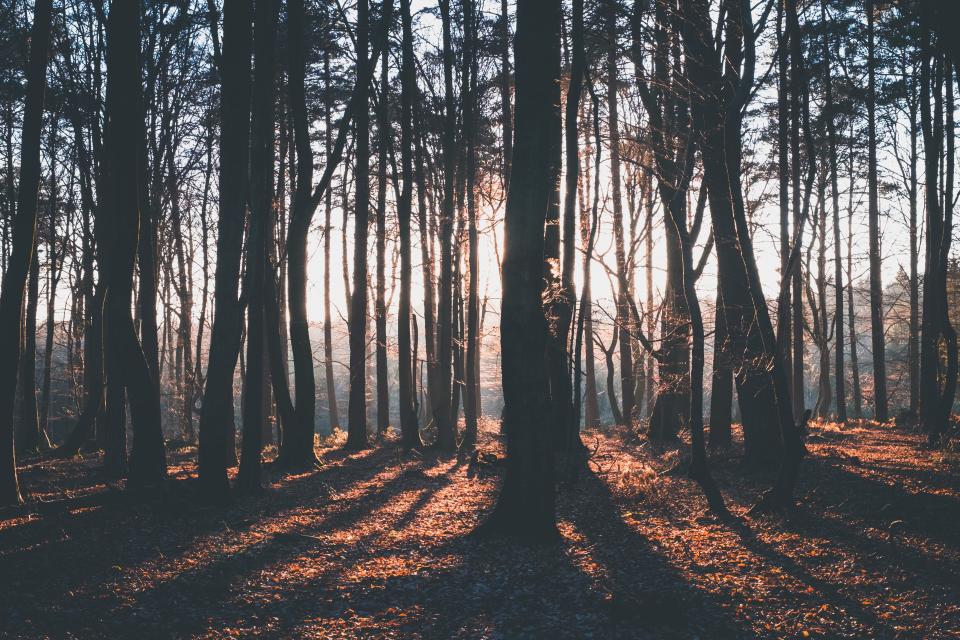 Nature Landscape