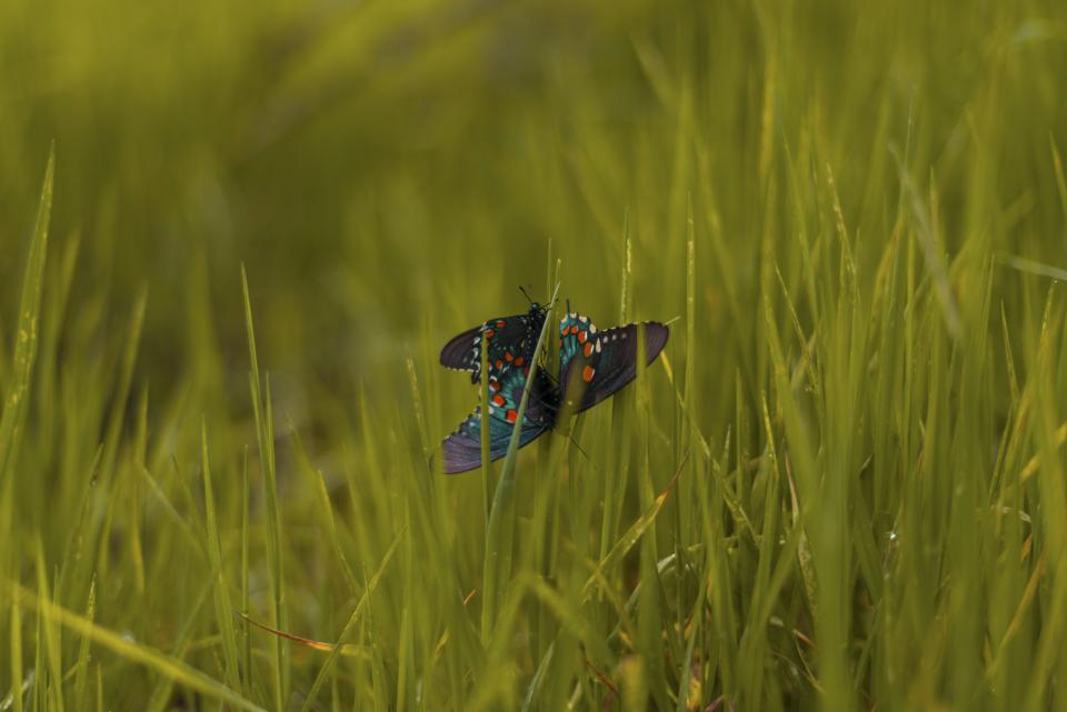 Butterfly Insect