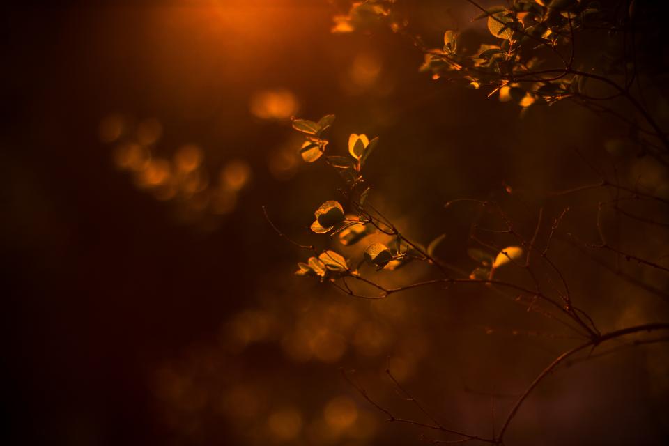 Blur Bokeh