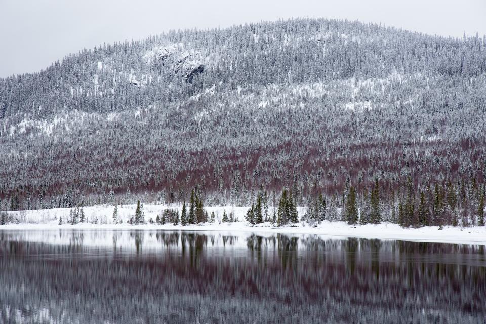 Mountain Trees