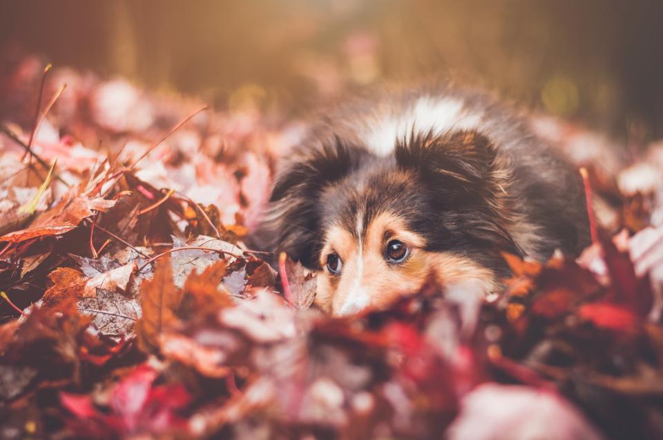 Leaf Fall