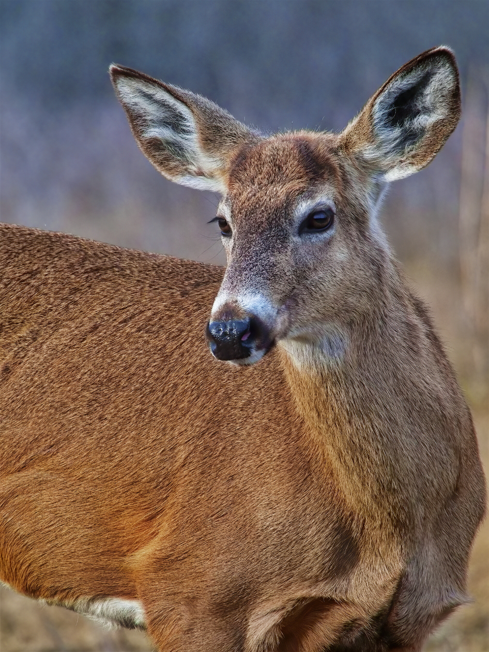 Deer Animal