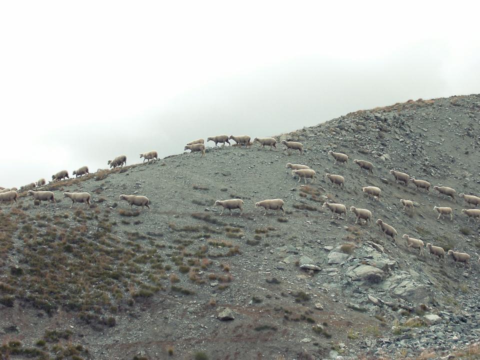 Wild Sheep