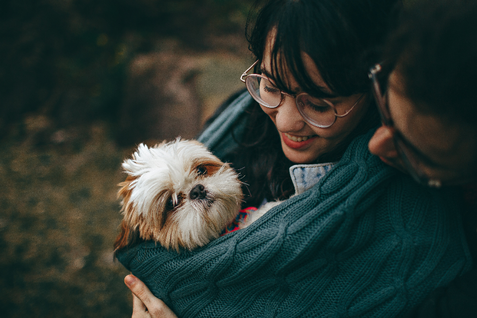 Shih Tzu Puppy