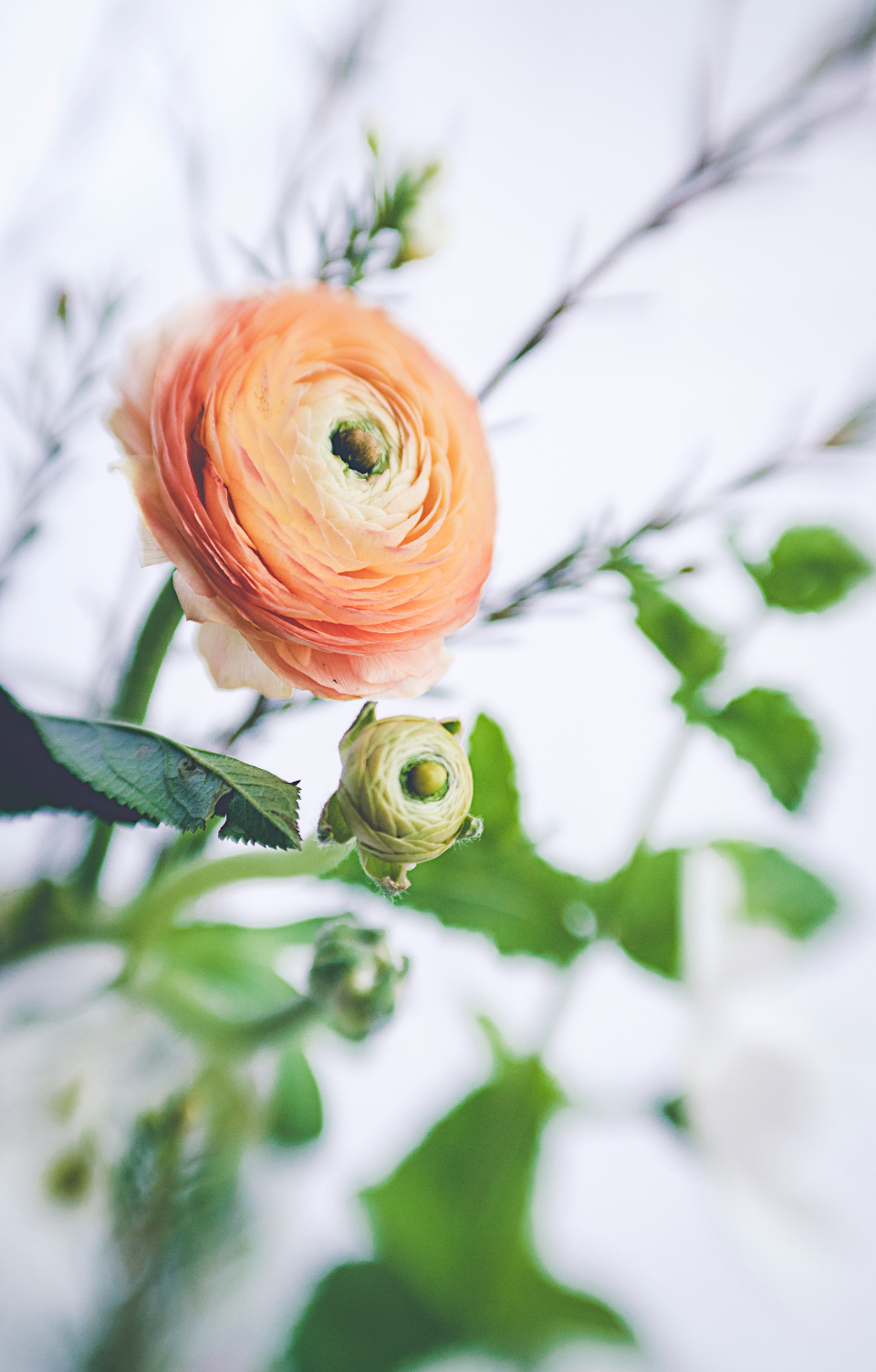 Botanicals Floral