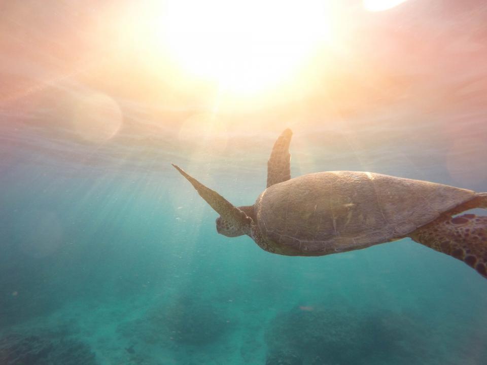 Sea Turtle