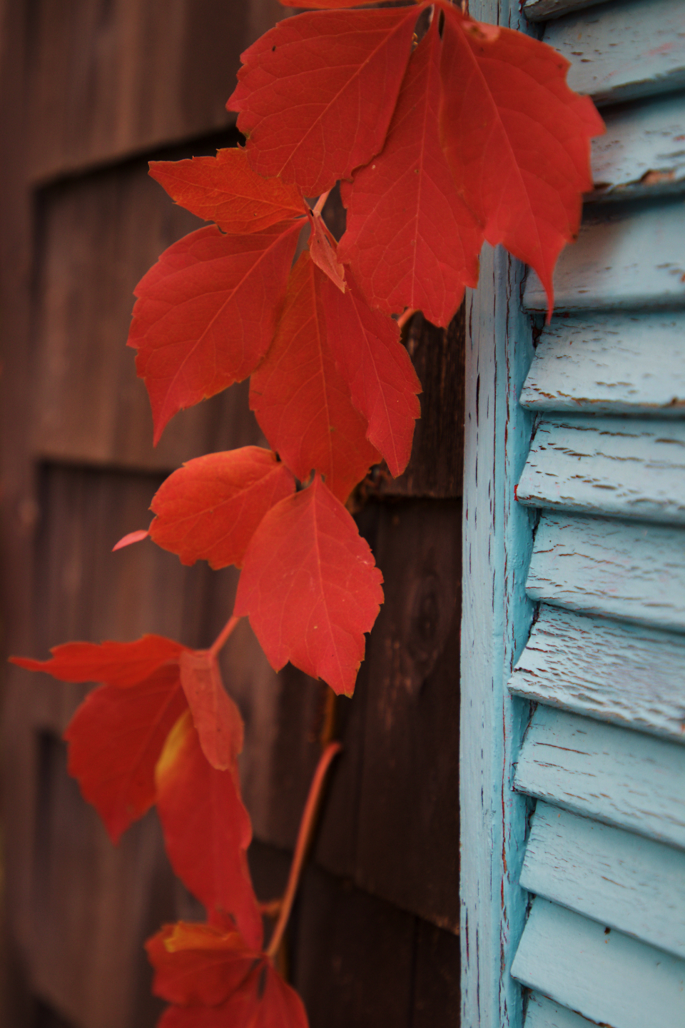 Autumn Background