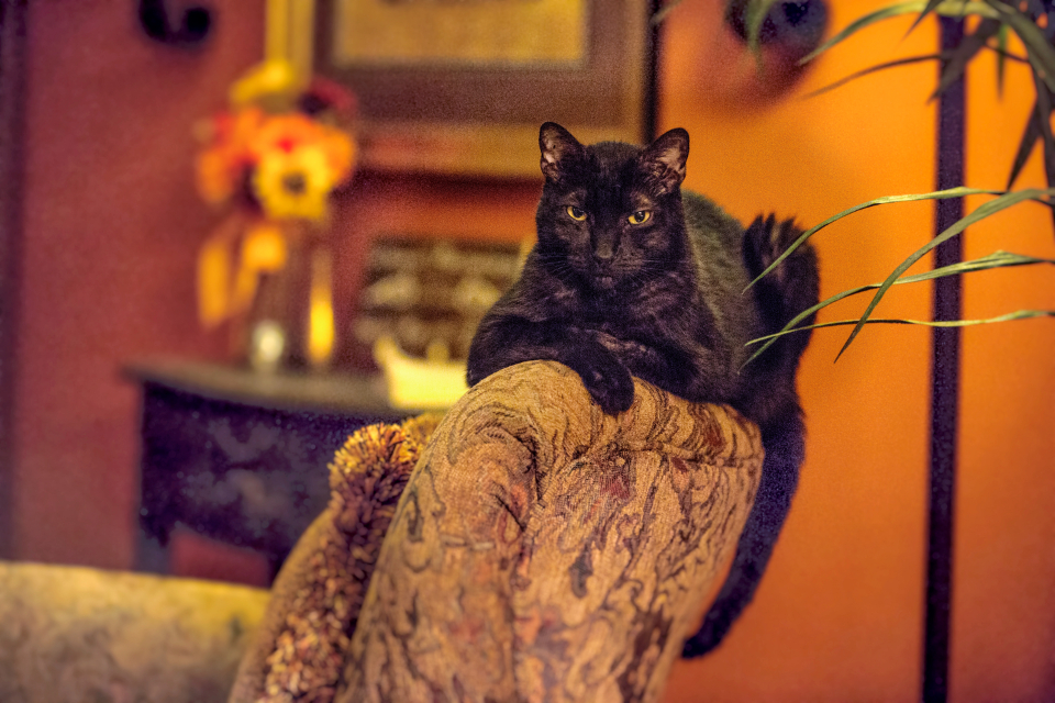 Cat Black Cat