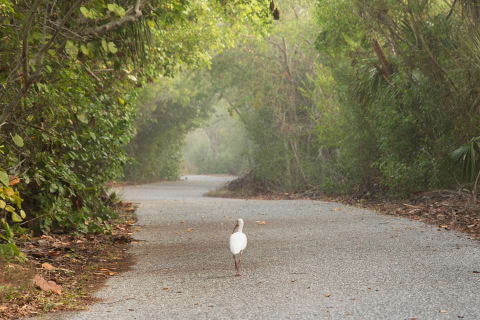 Bird Walking