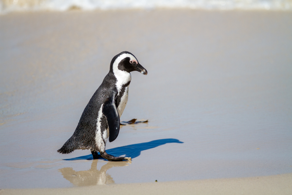Penguin Bird