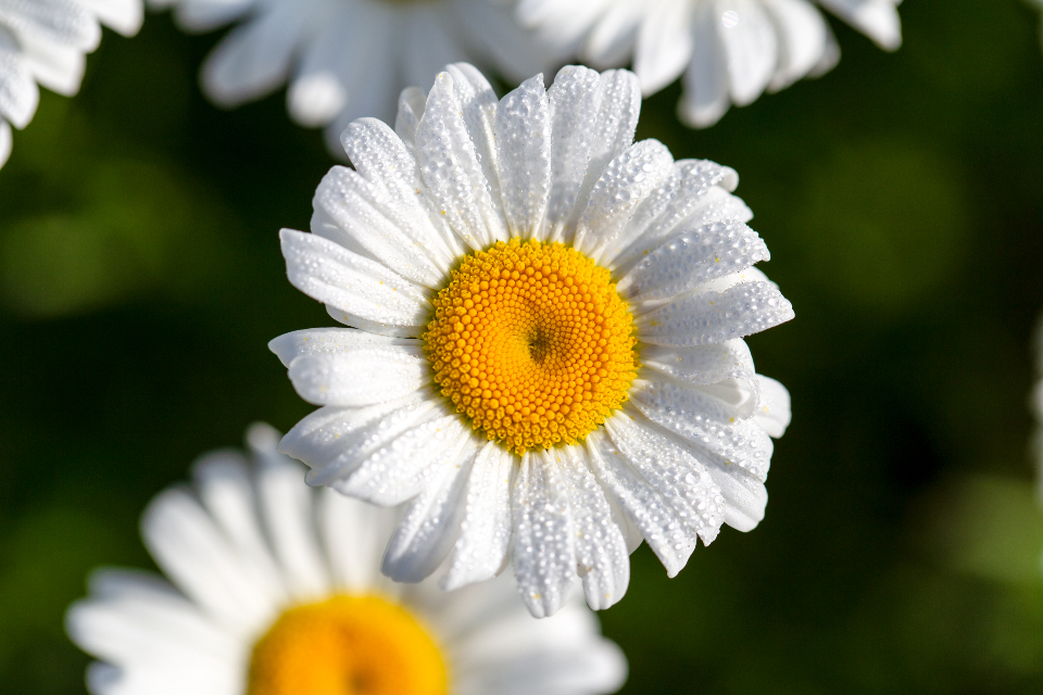 White Daisy
