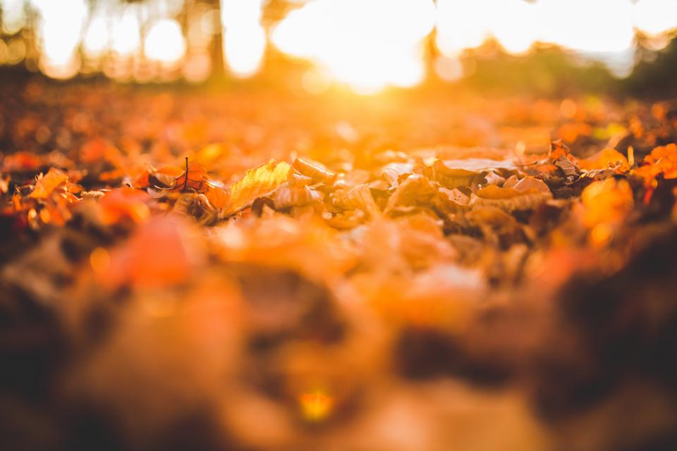 Leaves Ground