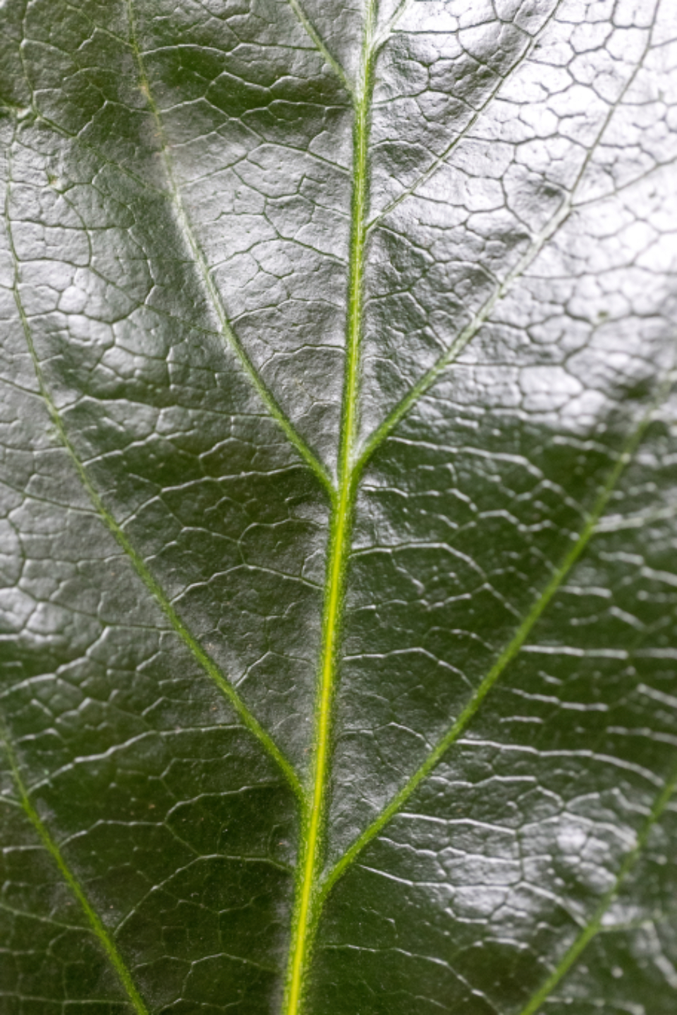 Leaf Texture