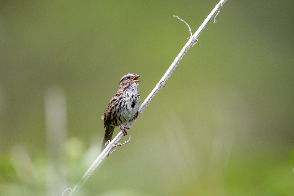 Bird Perched