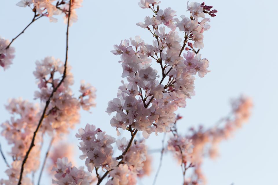 Flower White