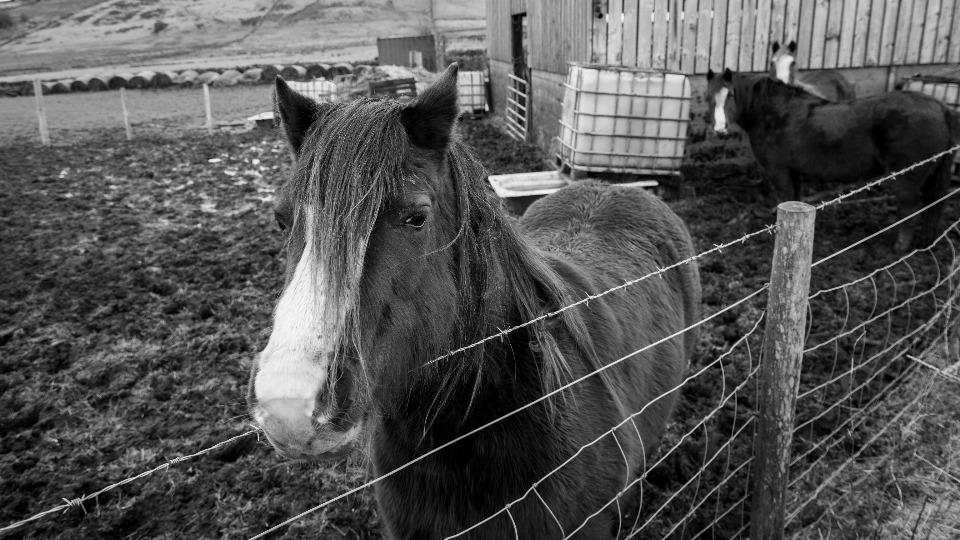 Horse Ranch