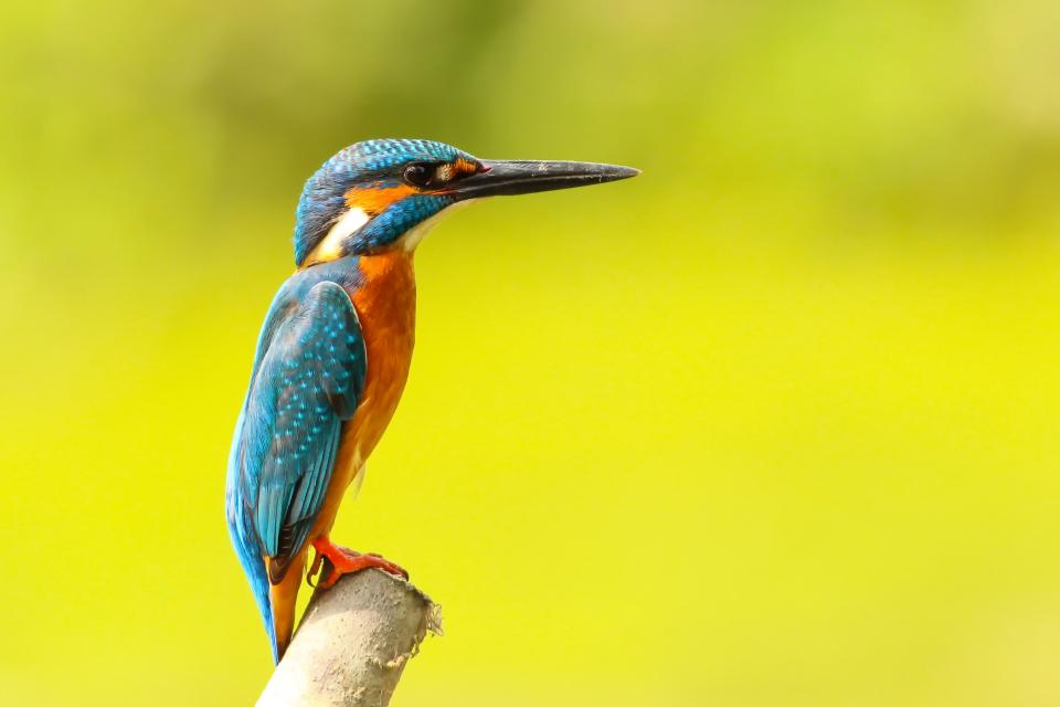 Animals Birds