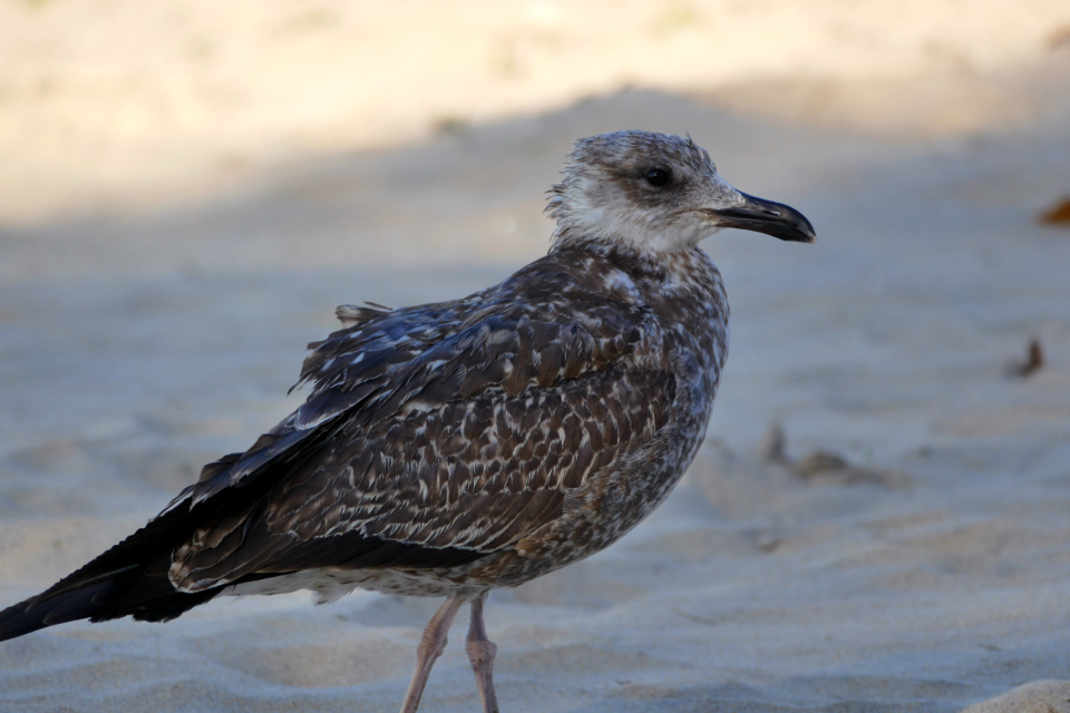 Seagull Beach
