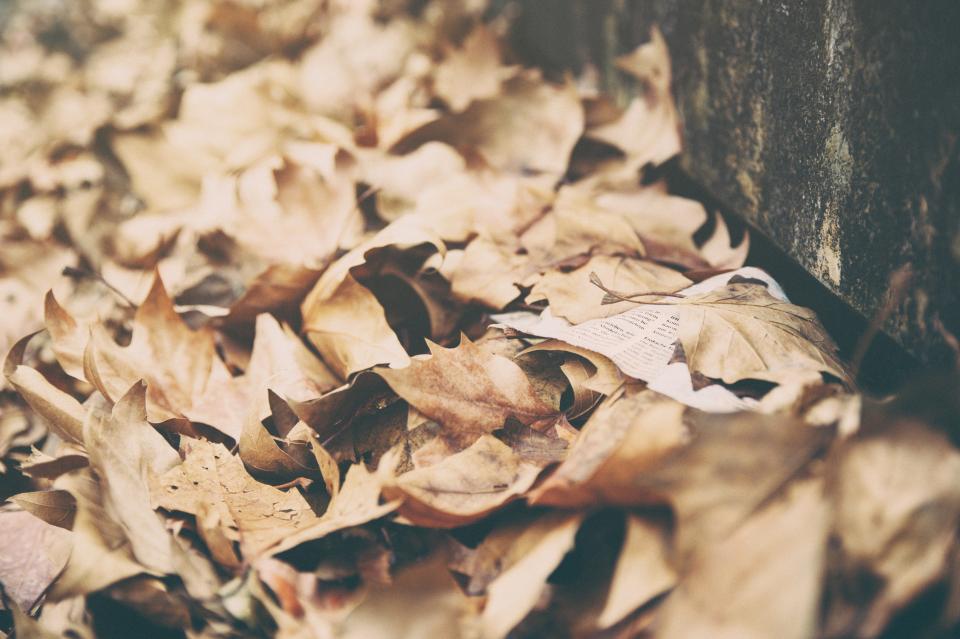 Leaves Dried