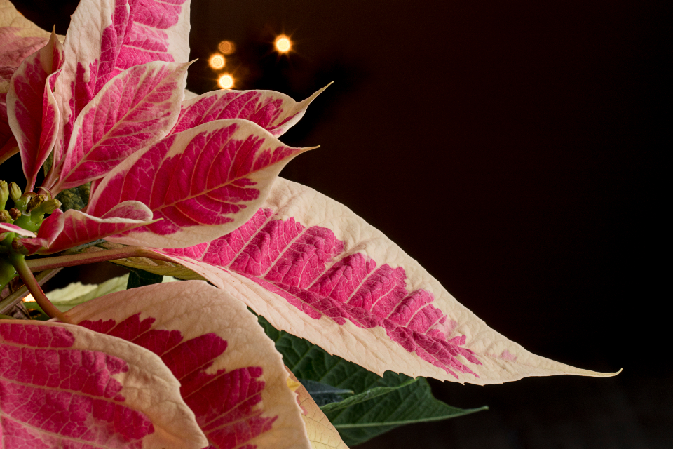 Poinsettia Christmas