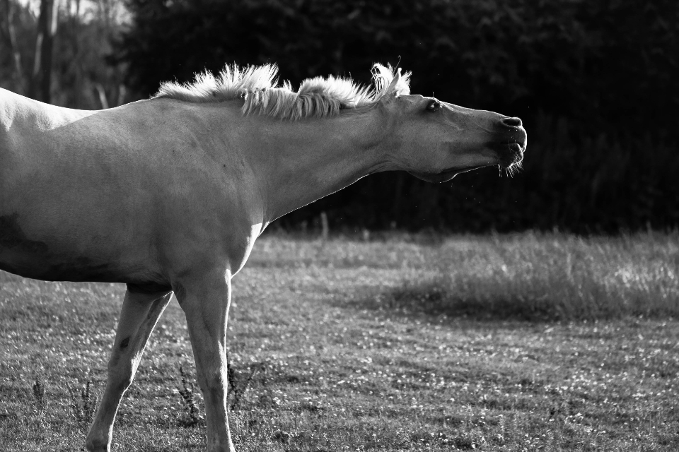 Fun Horse