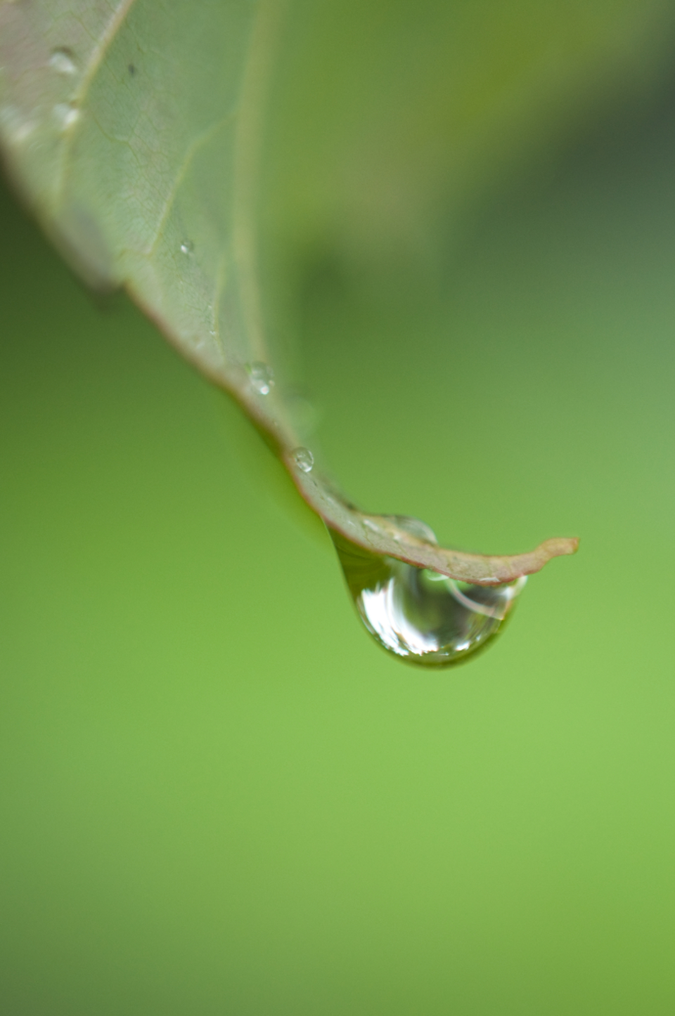 Dew Drops