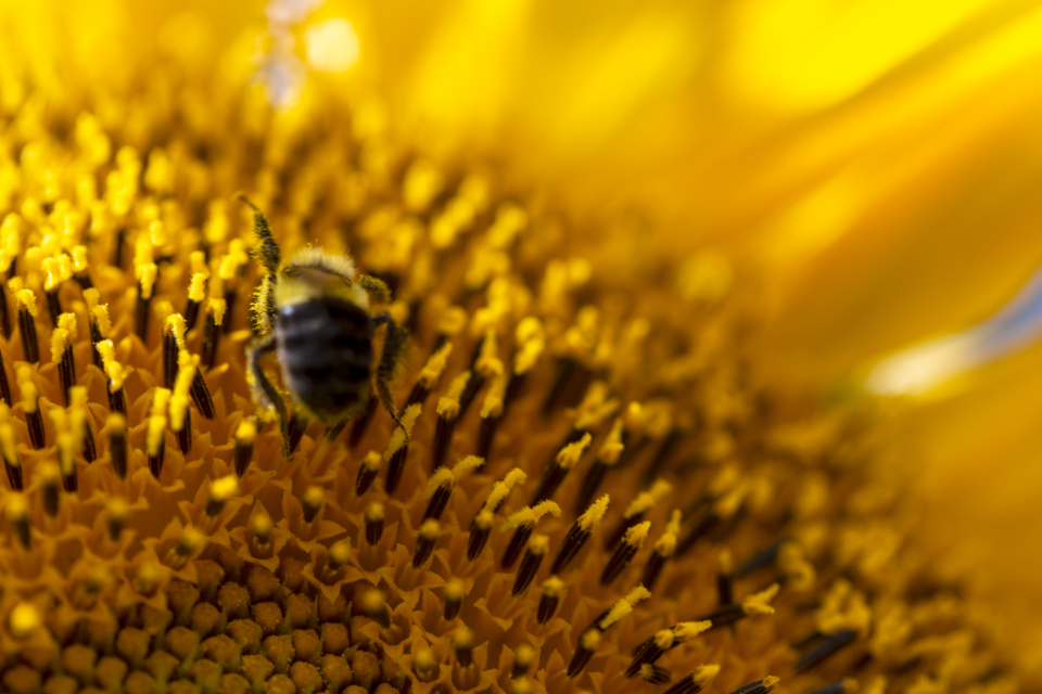 Bee Flower