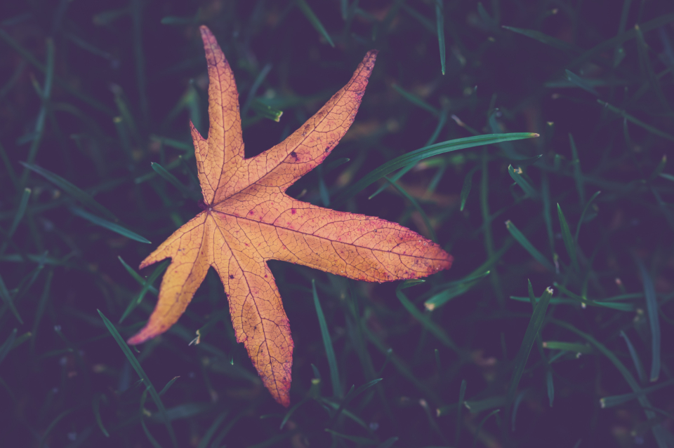 Autumn Leaf