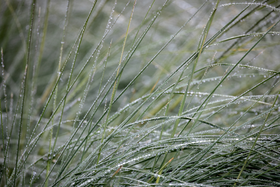 Grass Dew