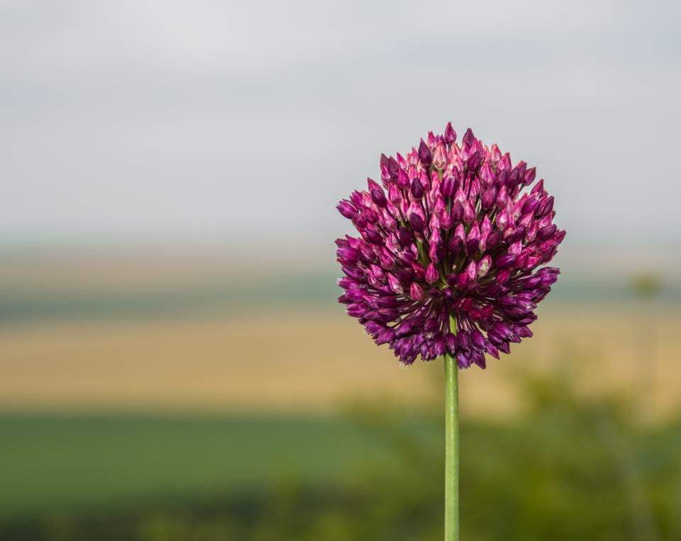 Flowers Nature
