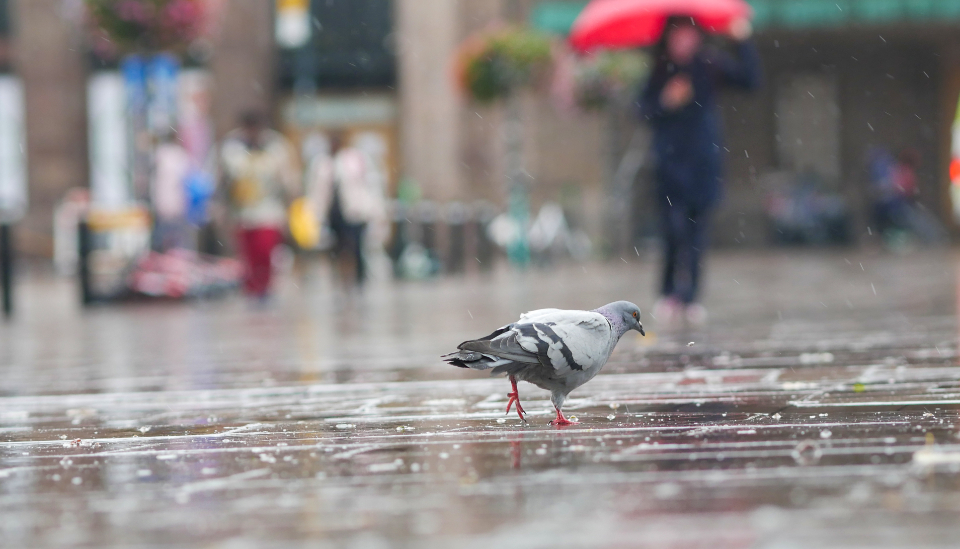Pigeon Bird