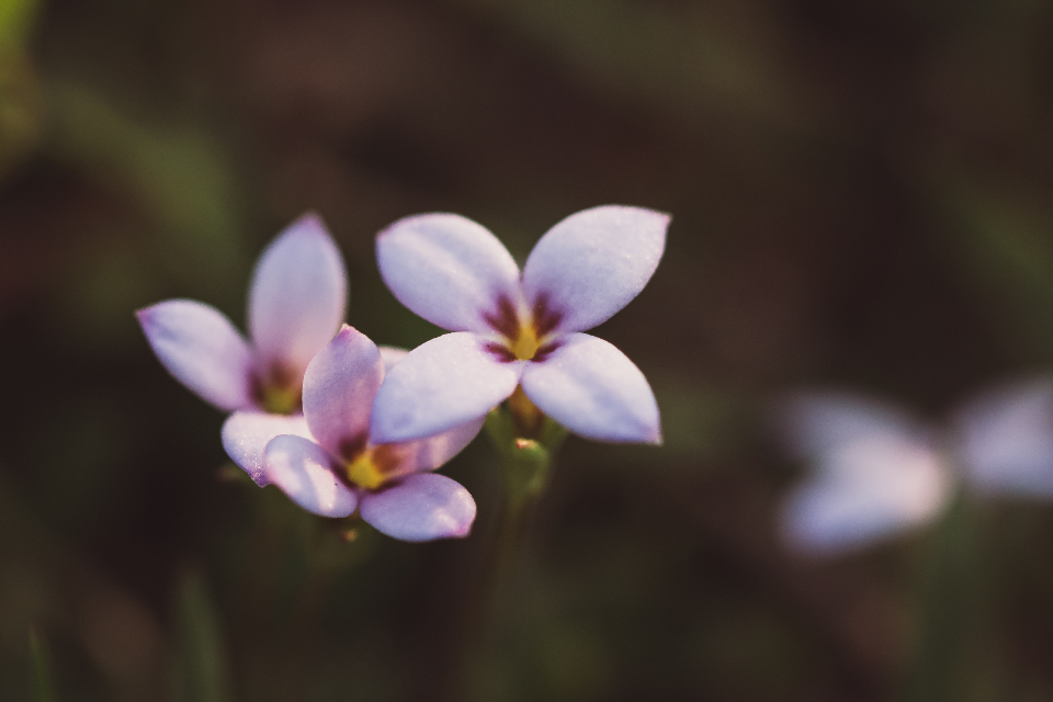 Small Flowers