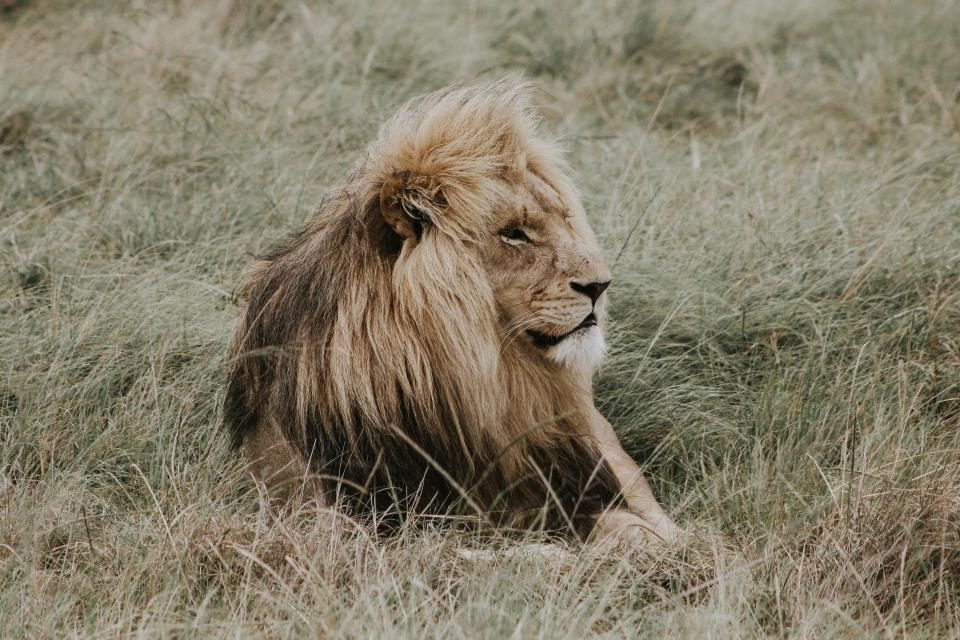 Grass Lion