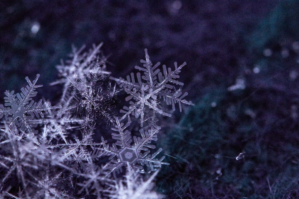 Snow Flake