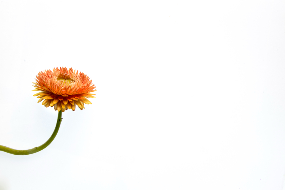 Isolated Flower