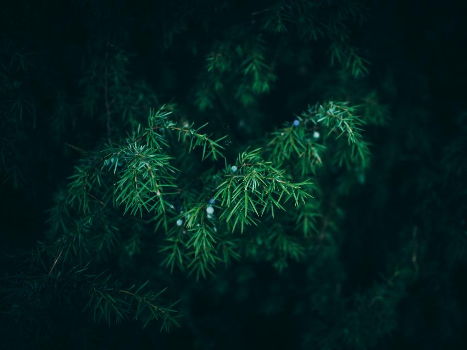 Green Bush