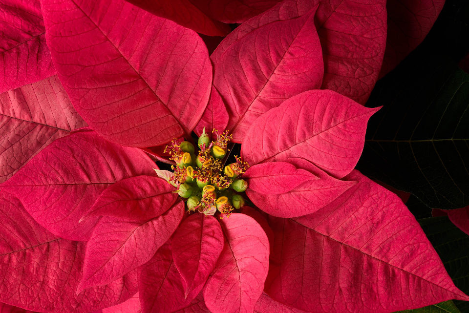Red Leaf