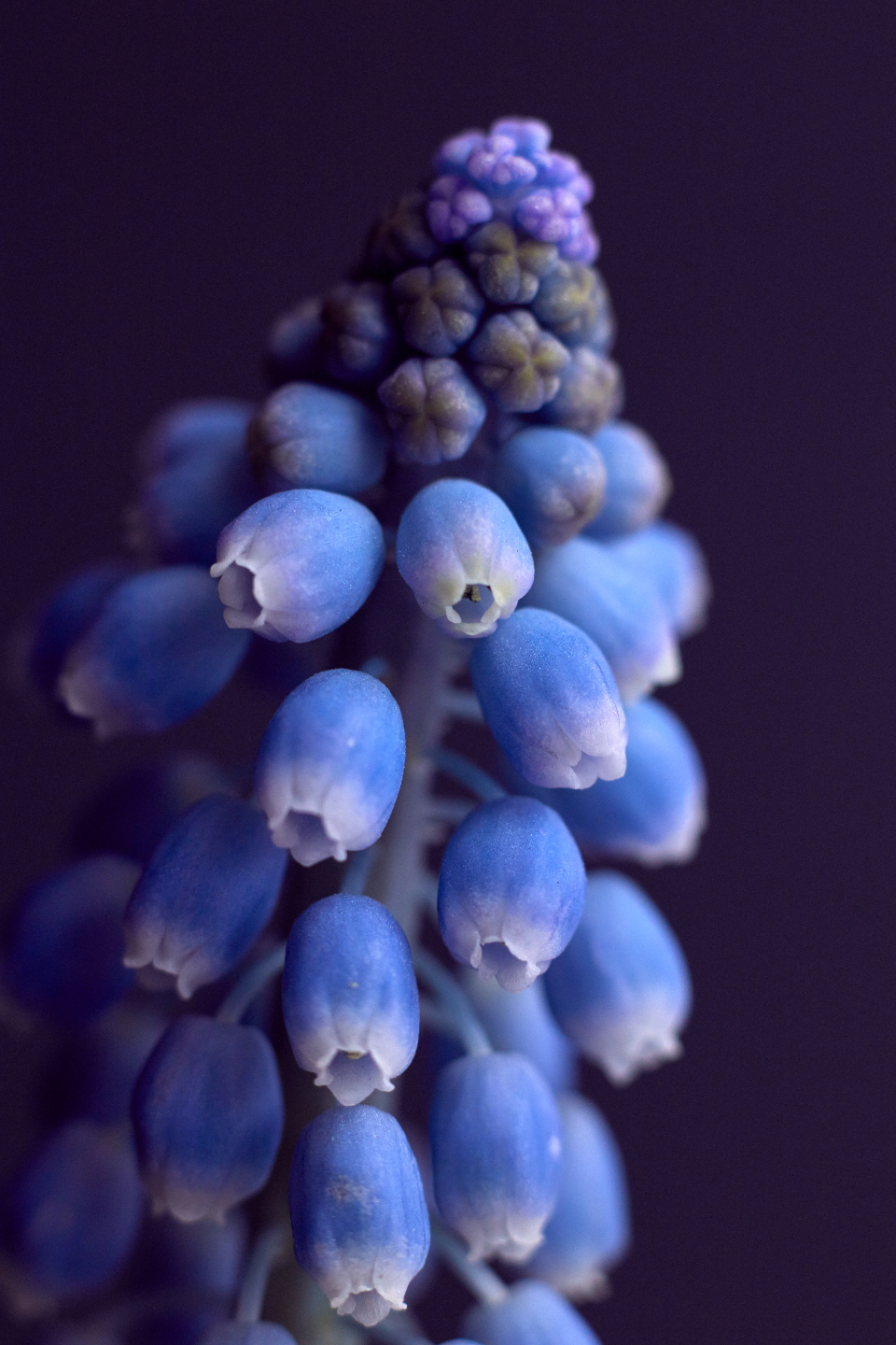 Flower Hyacinth