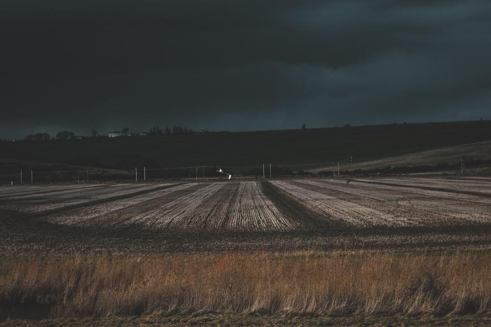 Grass Field