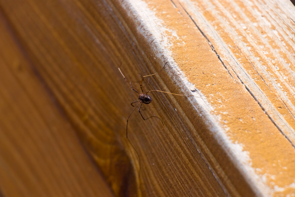 Spider Nature