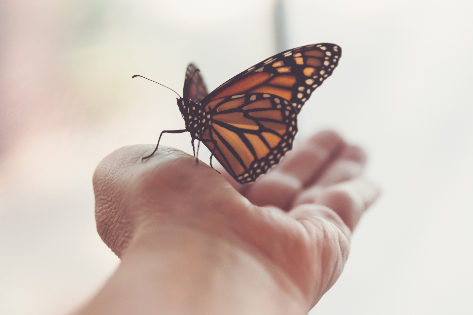 Butterfly Close Up