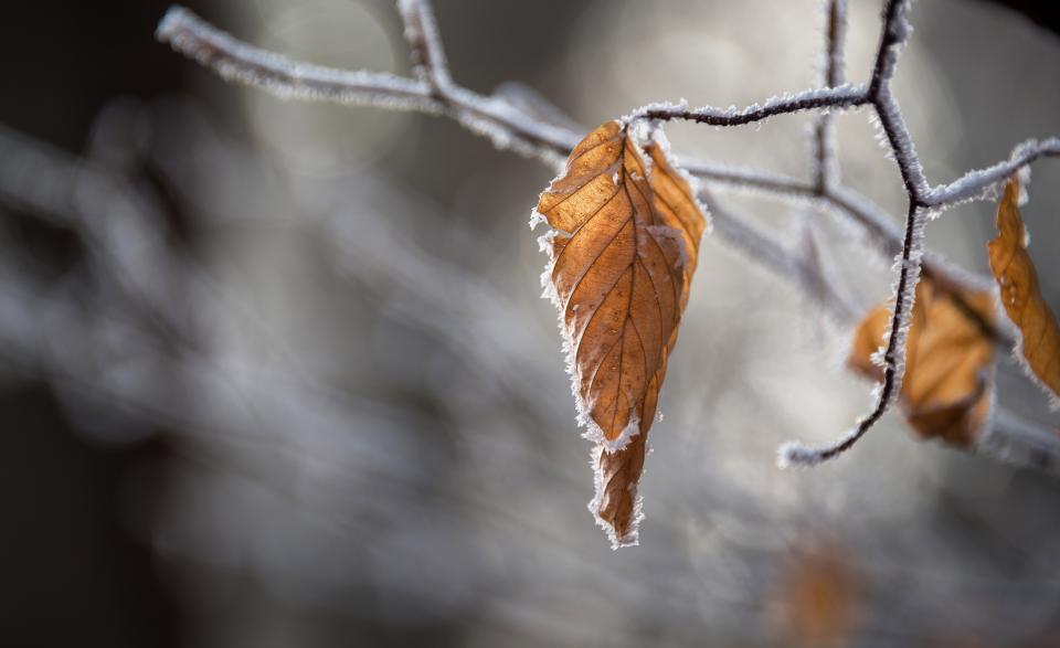 Snow Winter