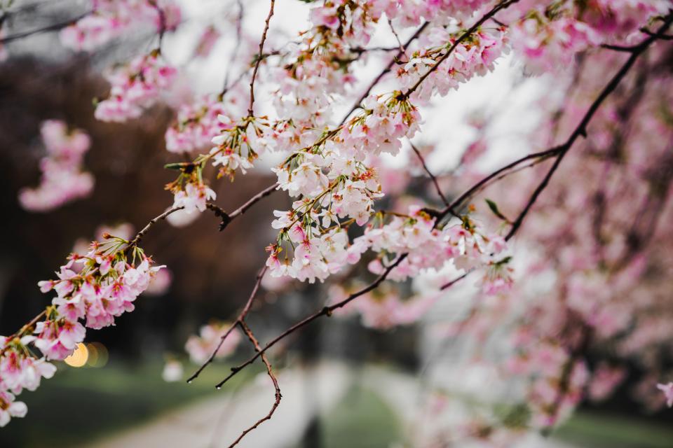 Pink Flower
