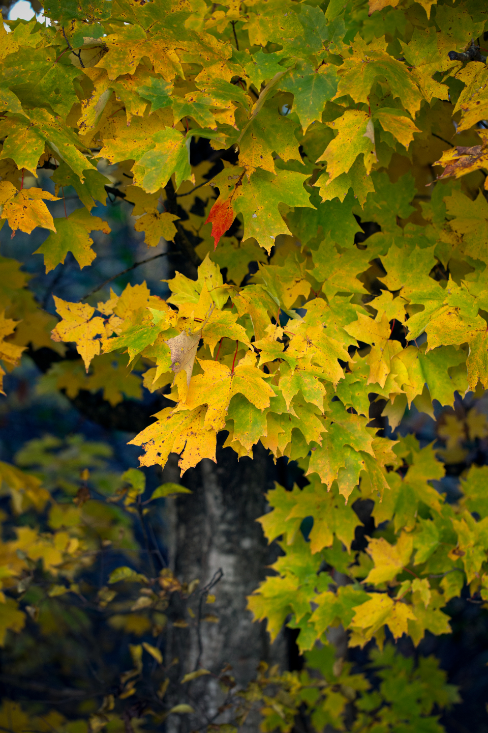 Fall Leaves