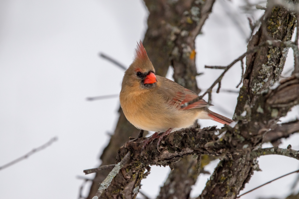 Bird Tree