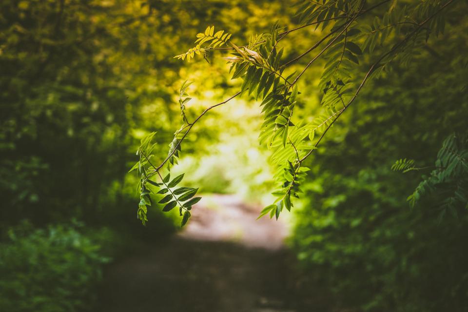Green Leaves