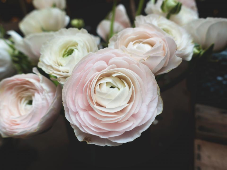 Flower White