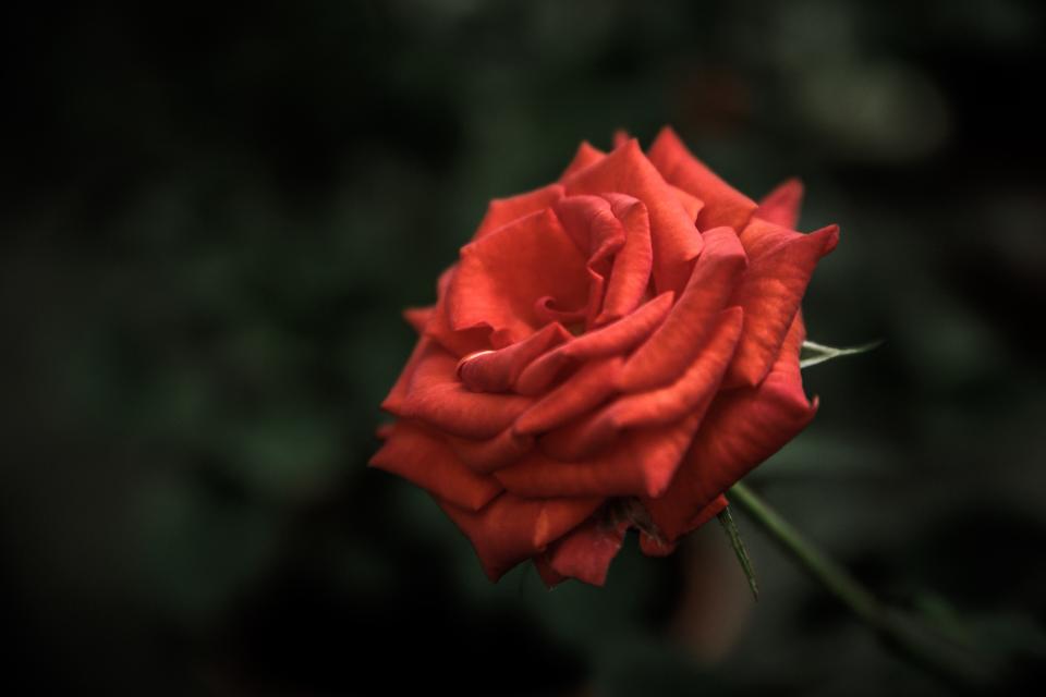Red Rose