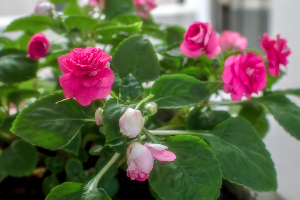 Small Rose Rose