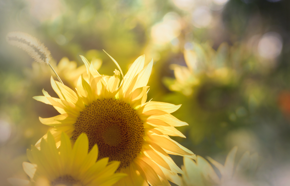 Yellow Flowers